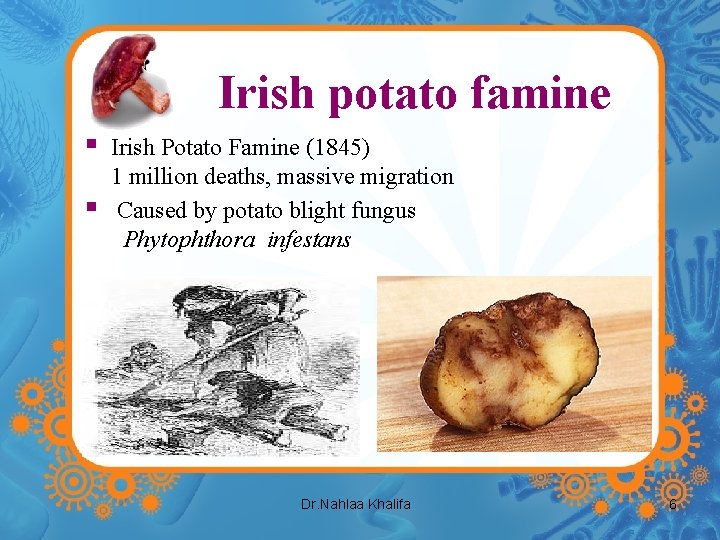 Irish potato famine § § Irish Potato Famine (1845) 1 million deaths, massive migration