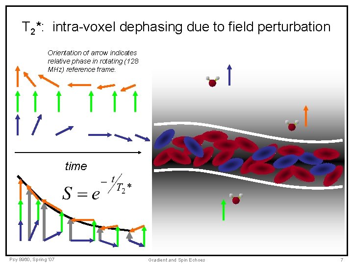 T 2*: intra-voxel dephasing due to field perturbation Orientation of arrow indicates relative phase