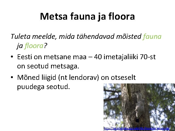 Metsa fauna ja floora Tuleta meelde, mida tähendavad mõisted fauna ja floora? • Eesti
