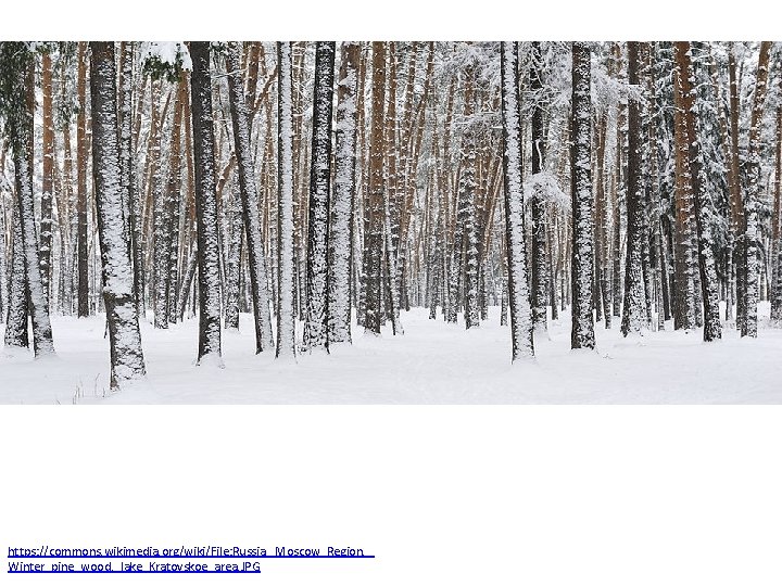 https: //commons. wikimedia. org/wiki/File: Russia. _Moscow_Region. _ Winter_pine_wood, _lake_Kratovskoe_area. JPG 