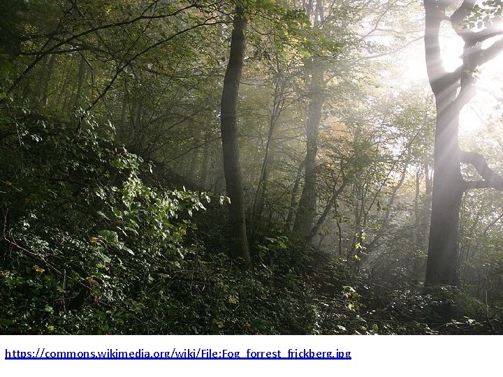 https: //commons. wikimedia. org/wiki/File: Fog_forrest_frickberg. jpg 