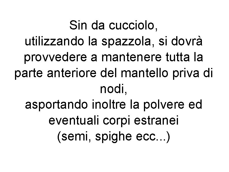 Sin da cucciolo, utilizzando la spazzola, si dovrà provvedere a mantenere tutta la parte