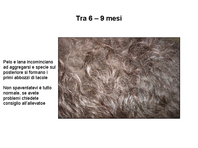 Tra 6 – 9 mesi Pelo e lana incominciano ad aggregarsi e specie sul