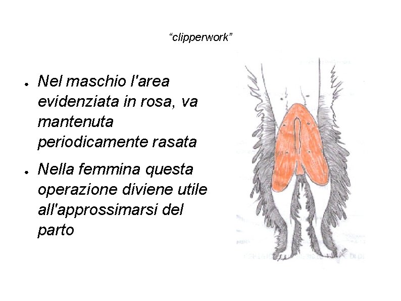 “clipperwork” ● ● Nel maschio l'area evidenziata in rosa, va mantenuta periodicamente rasata Nella