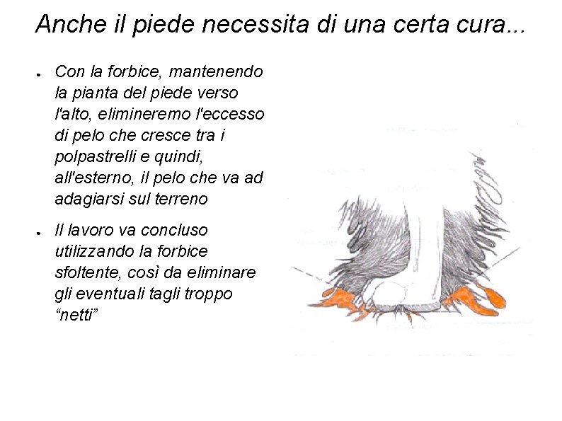 Anche il piede necessita di una certa cura. . . ● ● Con la