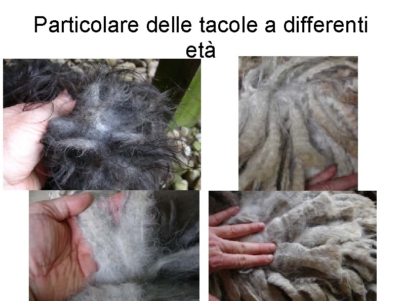 Particolare delle tacole a differenti età 