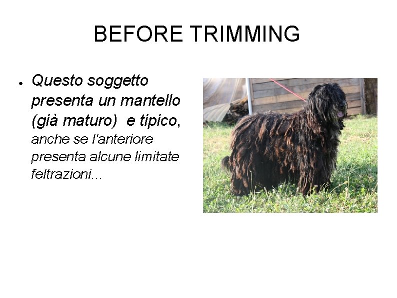 BEFORE TRIMMING ● Questo soggetto presenta un mantello (già maturo) e tipico, anche se