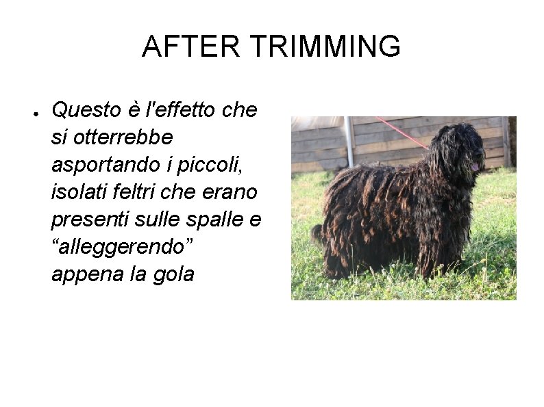 AFTER TRIMMING ● Questo è l'effetto che si otterrebbe asportando i piccoli, isolati feltri