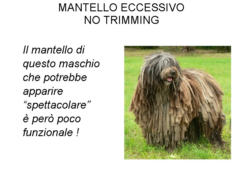 MANTELLO ECCESSIVO NO TRIMMING Il mantello di questo maschio che potrebbe apparire “spettacolare” è