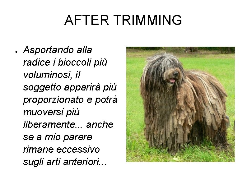 AFTER TRIMMING ● Asportando alla radice i bioccoli più voluminosi, il soggetto apparirà più