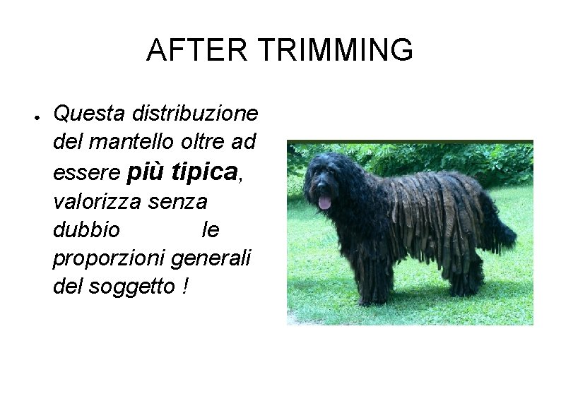 AFTER TRIMMING ● Questa distribuzione del mantello oltre ad essere più tipica, valorizza senza