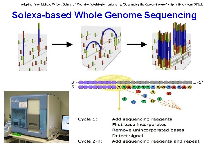 Adapted from Richard Wilson, School of Medicine, Washington University, “Sequencing the Cancer Genome” http: