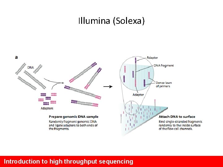 Illumina (Solexa) Introduction to high throughput sequencing 