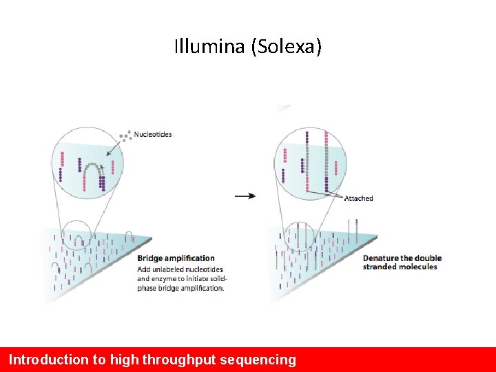 Illumina (Solexa) Introduction to high throughput sequencing 
