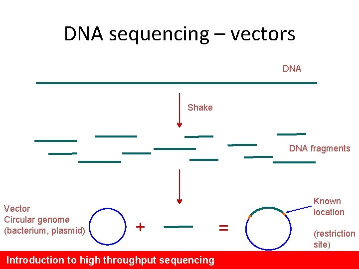 DNA sequencing – vectors DNA Shake DNA fragments Vector Circular genome (bacterium, plasmid) Known