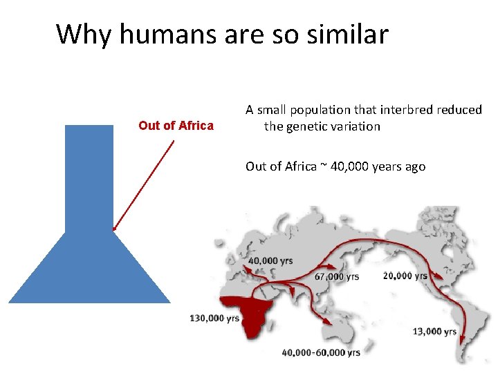 Why humans are so similar Out of Africa A small population that interbred reduced