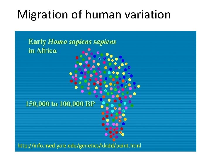 Migration of human variation http: //info. med. yale. edu/genetics/kkidd/point. html 