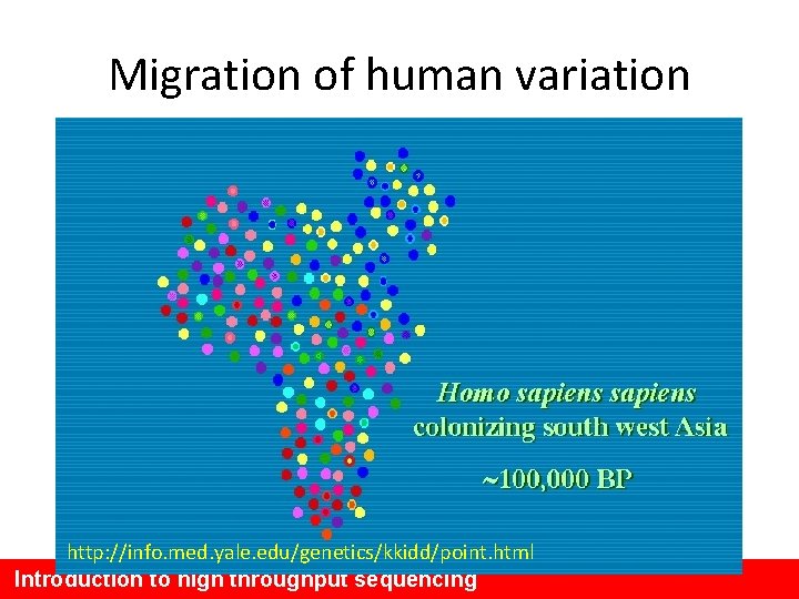 Migration of human variation http: //info. med. yale. edu/genetics/kkidd/point. html Introduction to high throughput