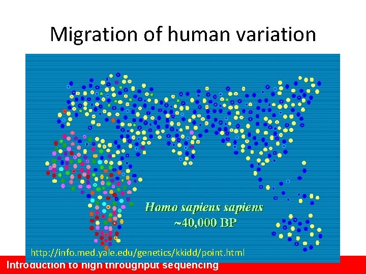 Migration of human variation http: //info. med. yale. edu/genetics/kkidd/point. html Introduction to high throughput