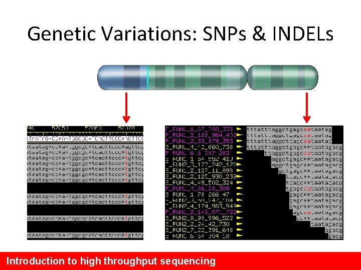 Genetic Variations: SNPs & INDELs Introduction to high throughput sequencing 