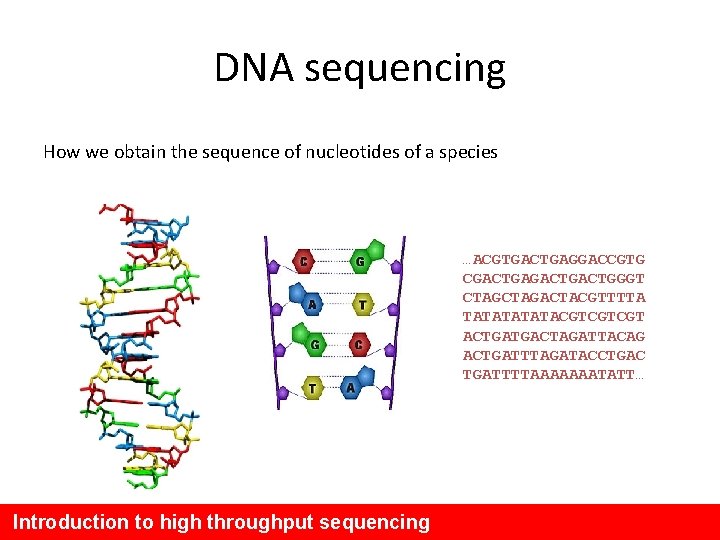 DNA sequencing How we obtain the sequence of nucleotides of a species …ACGTGACTGAGGACCGTG CGACTGACTGGGT