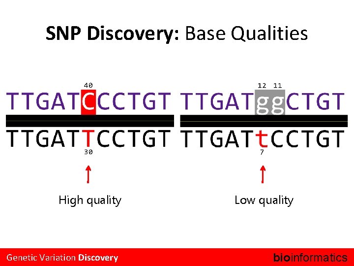 SNP Discovery: Base Qualities High quality Genetic Variation Discovery Low quality bioinformatics. 