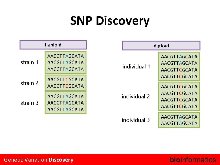 SNP Discovery haploid strain 1 AACGTTAGCATA strain 2 AACGTTCGCATA strain 3 AACGTTAGCATA Genetic Variation