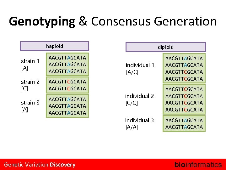 Genotyping & Consensus Generation haploid strain 1 [A] AACGTTAGCATA strain 2 [C] AACGTTCGCATA strain