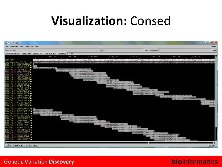 Visualization: Consed Genetic Variation Discovery bioinformatics. 