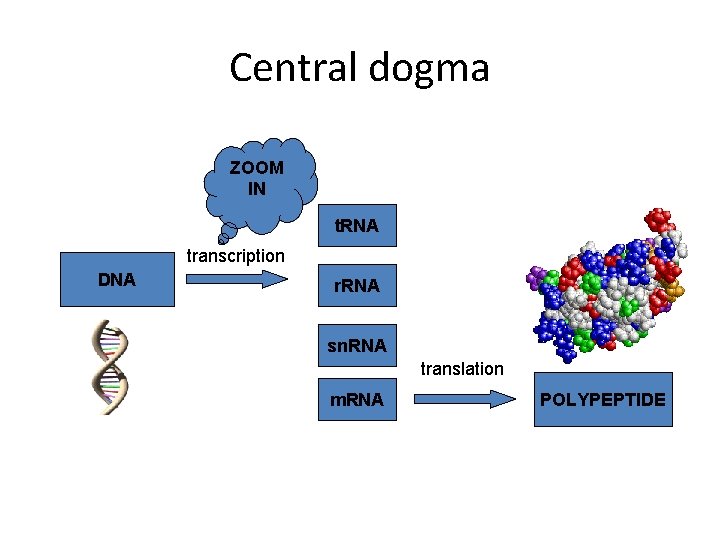 Central dogma ZOOM IN t. RNA transcription DNA r. RNA sn. RNA translation m.