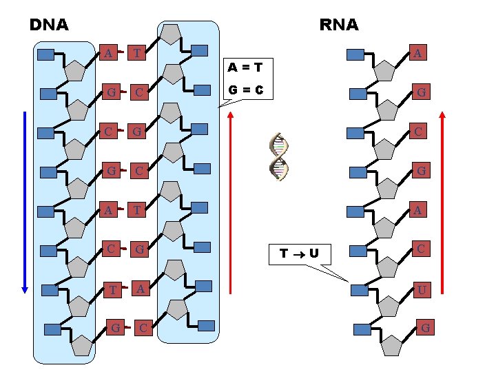 DNA RNA A T A G C C G C G A T A