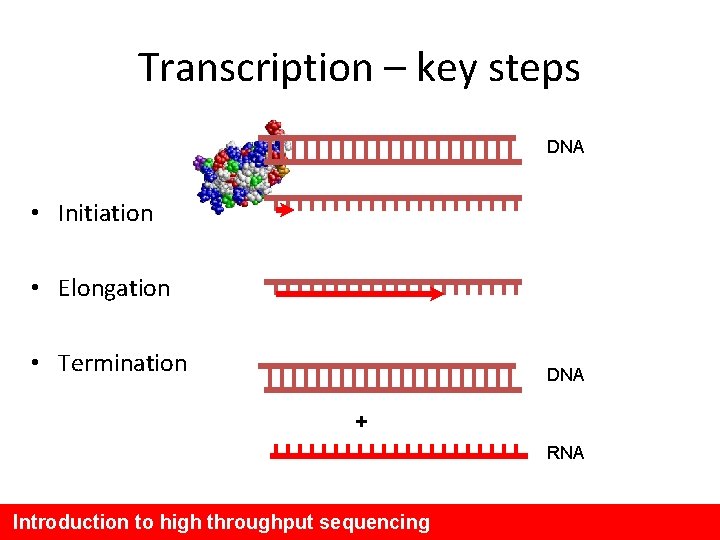 Transcription – key steps DNA • Initiation • Elongation • Termination DNA + RNA