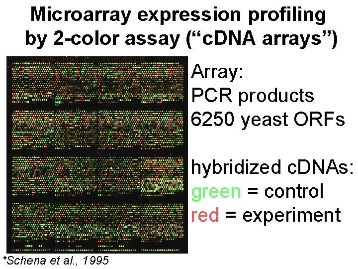 Microarray expression profiling by 2 -color assay (“c. DNA arrays”) Array: PCR products 6250
