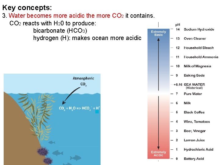 Key concepts: 3. Water becomes more acidic the more CO 2 it contains. CO