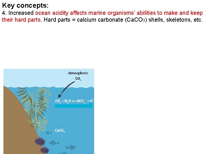 Key concepts: 4. Increased ocean acidity affects marine organisms’ abilities to make and keep Key concepts: 4. Increased ocean acidity affects marine organisms’ abilities to make and keep
