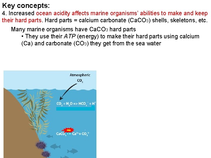 Key concepts: 4. Increased ocean acidity affects marine organisms’ abilities to make and keep