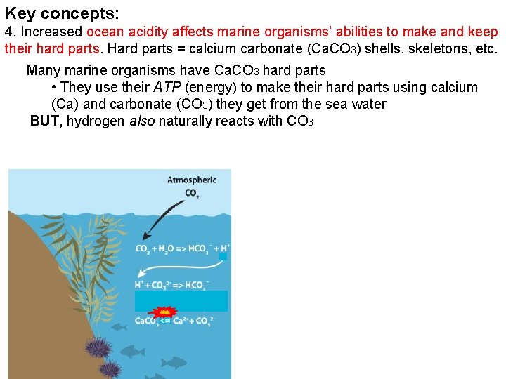 Key concepts: 4. Increased ocean acidity affects marine organisms’ abilities to make and keep