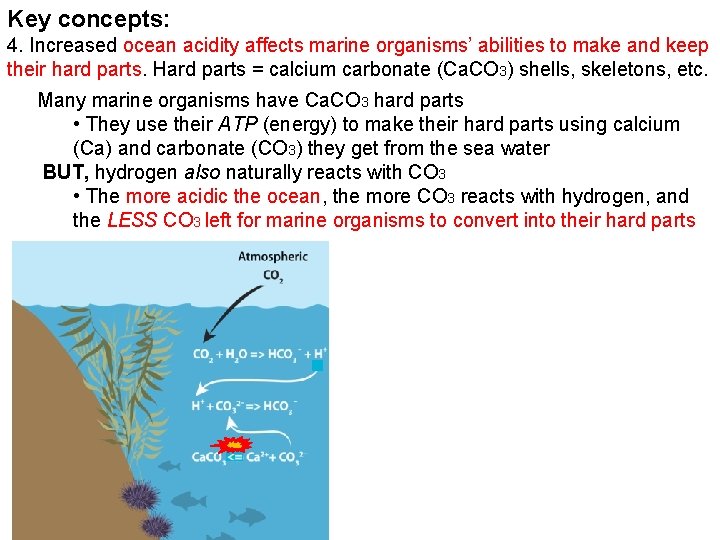 Key concepts: 4. Increased ocean acidity affects marine organisms’ abilities to make and keep