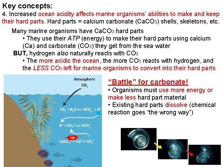 Key concepts: 4. Increased ocean acidity affects marine organisms’ abilities to make and keep Key concepts: 4. Increased ocean acidity affects marine organisms’ abilities to make and keep