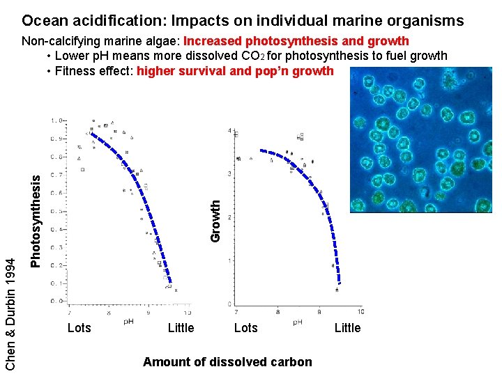 Ocean acidification: Impacts on individual marine organisms Growth Photosynthesis Chen & Durbin 1994 Non-calcifying