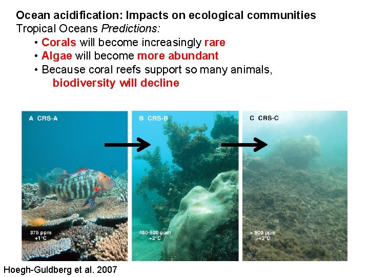 Ocean acidification: Impacts on ecological communities Tropical Oceans Predictions: • Corals will become increasingly