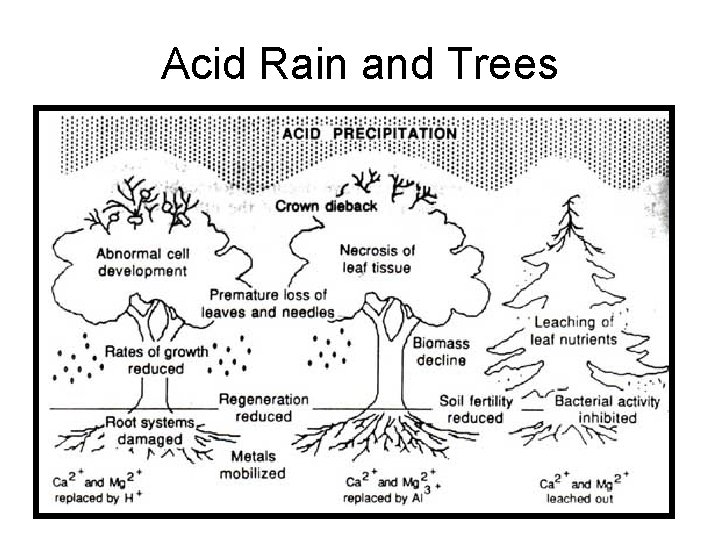 Acid Rain and Trees 