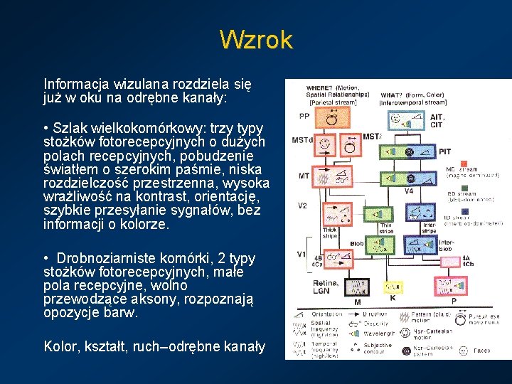 Wzrok Informacja wizulana rozdziela się już w oku na odrębne kanały: • Szlak wielkokomórkowy: