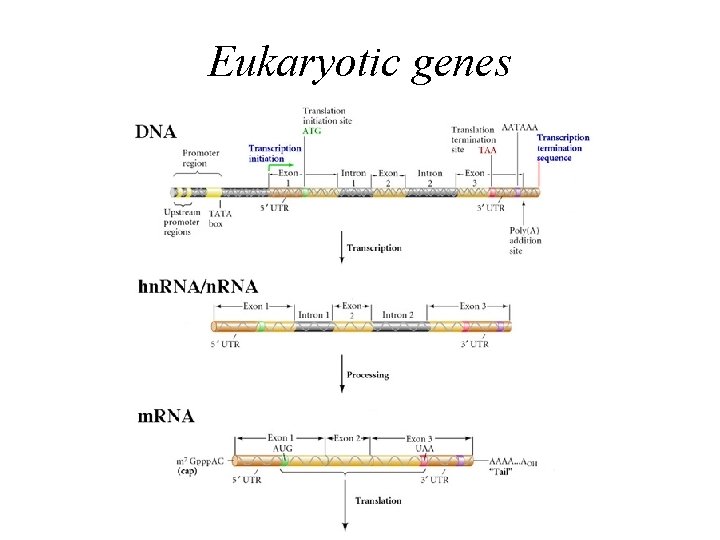 Eukaryotic genes 