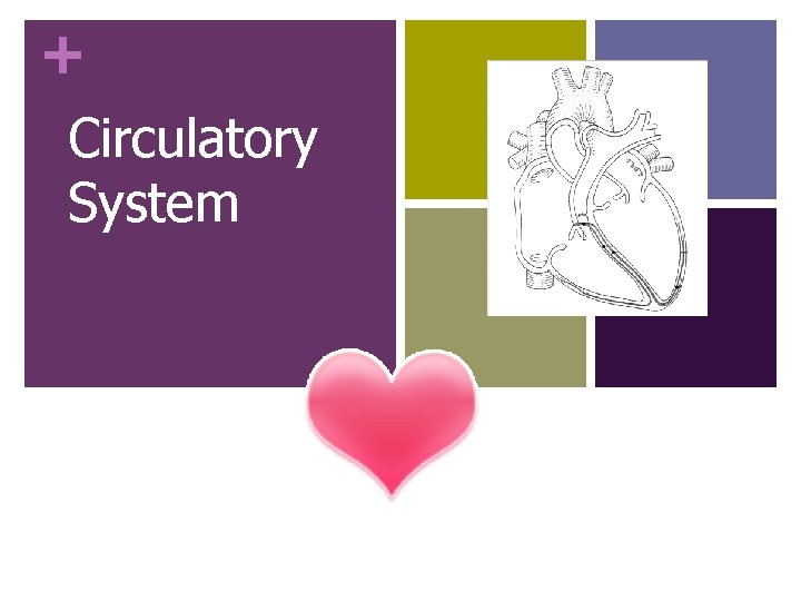 + Circulatory System 