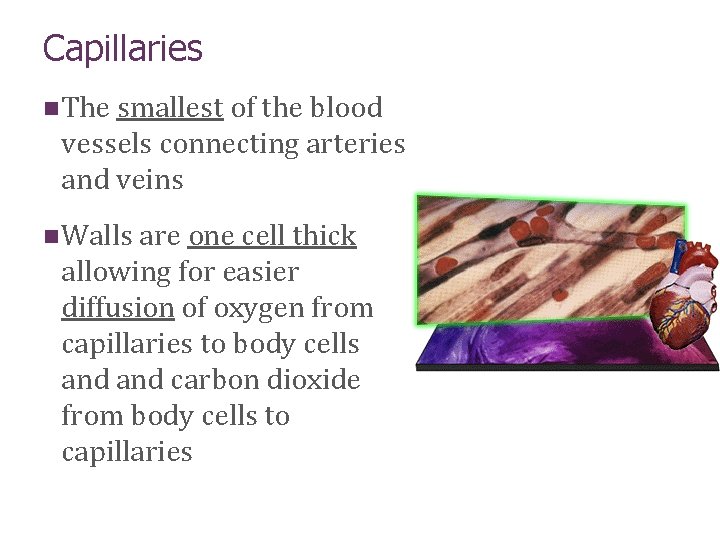 Capillaries n The smallest of the blood vessels connecting arteries and veins n Walls