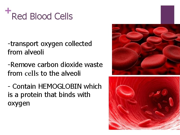 + Red Blood Cells -transport oxygen collected from alveoli -Remove carbon dioxide waste from