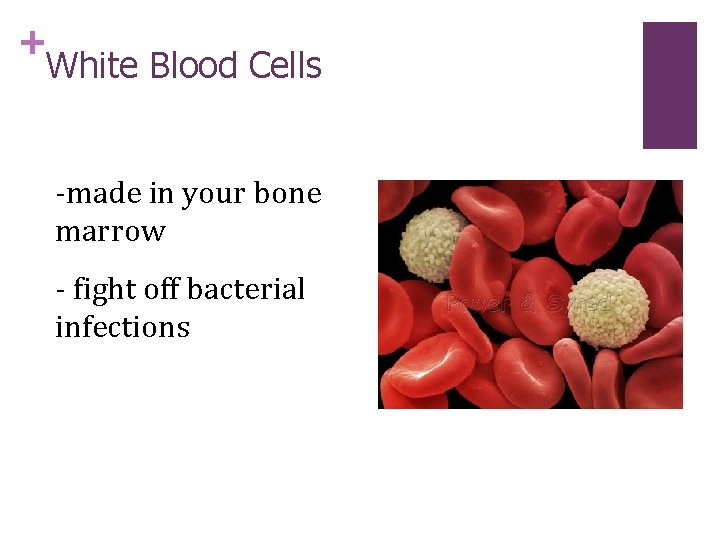 + White Blood Cells -made in your bone marrow - fight off bacterial infections