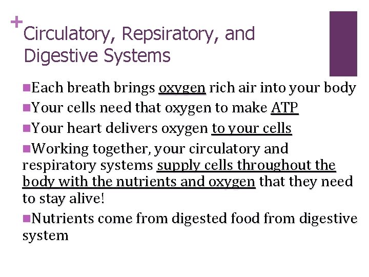+ Circulatory, Repsiratory, and Digestive Systems n. Each breath brings oxygen rich air into