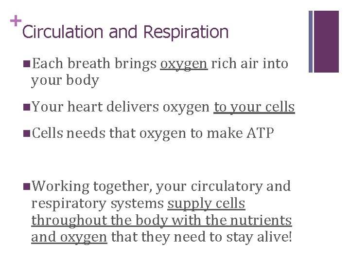 + Circulation and Respiration n. Each breath brings oxygen rich air into your body